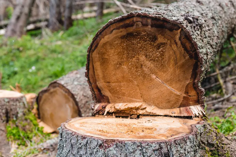 Benefits Of Regular Tree Cutting For Long-term Health in Chesapeake, VA