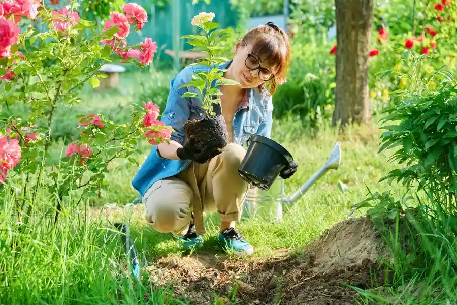 How Gardening Services Improve Plant Longevity And Growth Chesapeake, VA