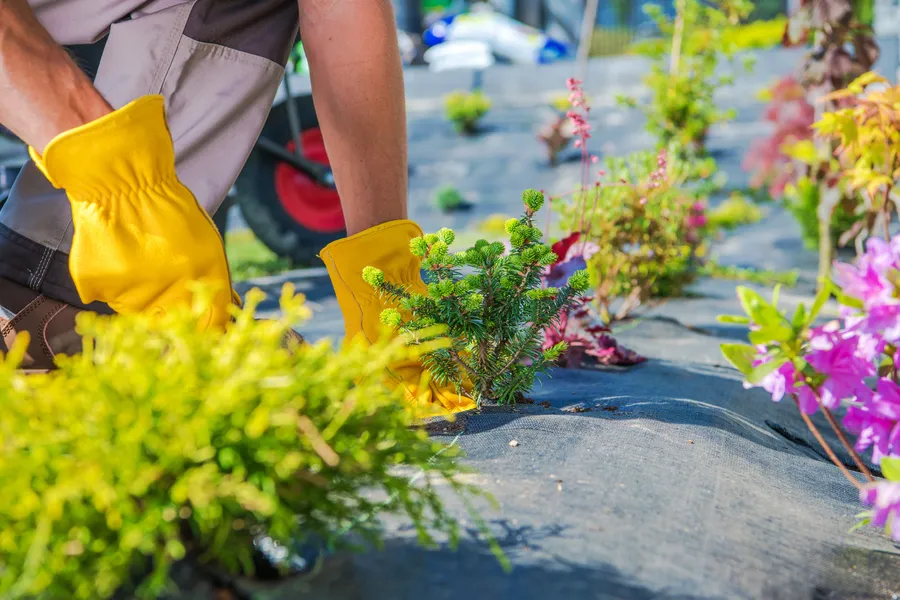 How Gardening Services Improve Plant Longevity And Growth in Chesapeake, VA