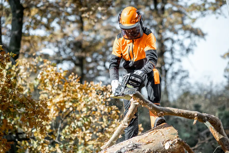 How To Choose The Right Tree Cutting Service For Your Needs Chesapeake, VA