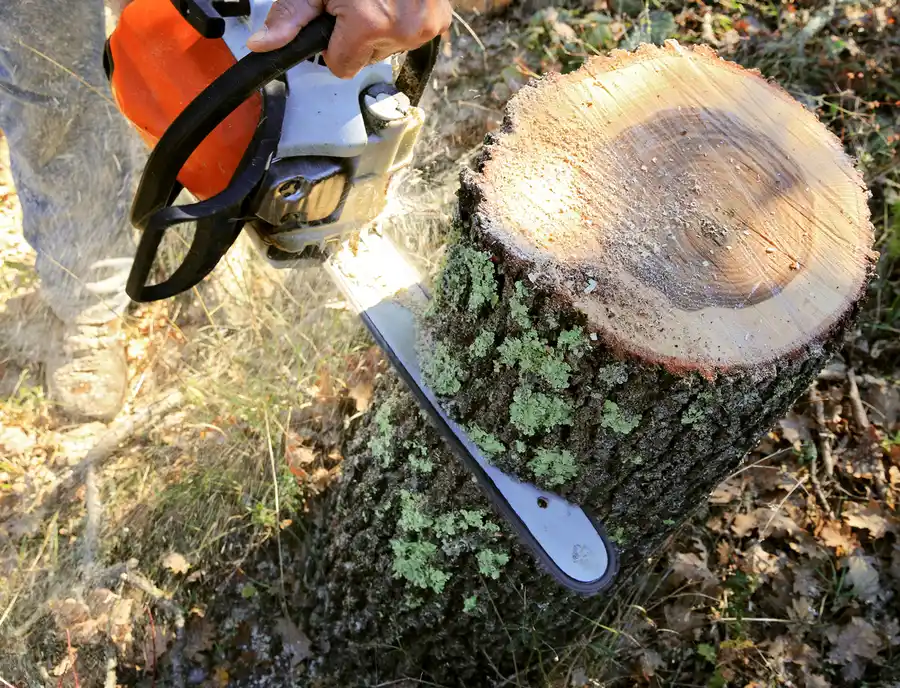How To Choose The Right Tree Cutting Service For Your Needs in Chesapeake, VA