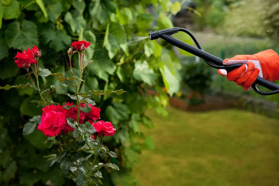The Benefits Of Professional Pruning In Garden Maintenance Chesapeake, VA